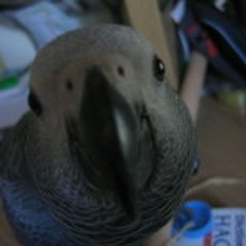 Farore