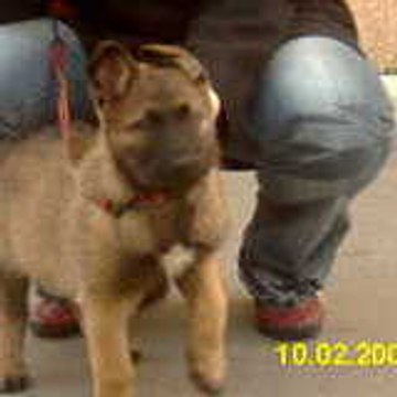 arko