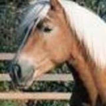 Horses-palo