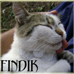Fındık Polat