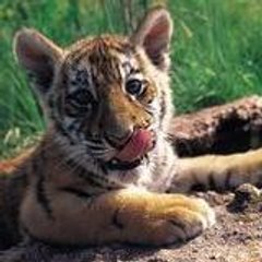 Nicolai_junior