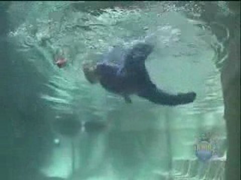 Bebek Değil Balık Sanki..