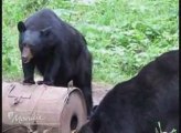 Observation de l'ours noir en Mauricie - Hôtel Sacacomie