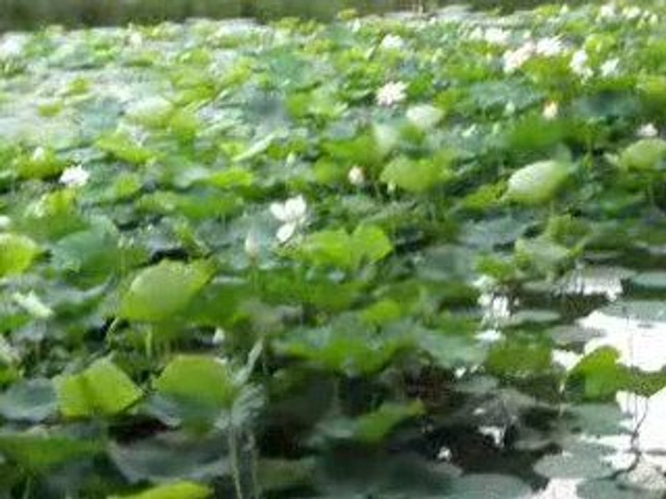 Lacul Tonola (lacul Circului) cu lotusi egipteni