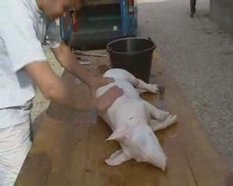 cochon 2009