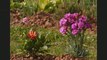 VIDEO COURTIL FLEURI  Caudry  ( jardin )