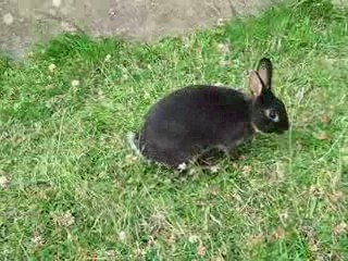 bébé lapin noire