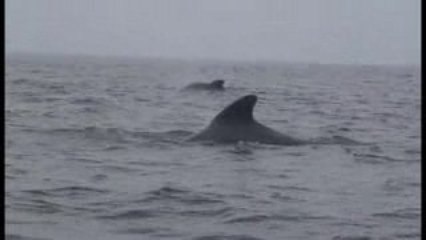 Pilot Whales @ Tysfjord ( Norway)