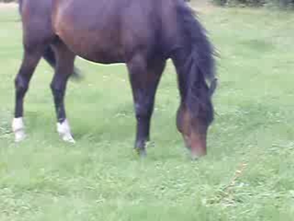 Arrivée au pré 8/07/09