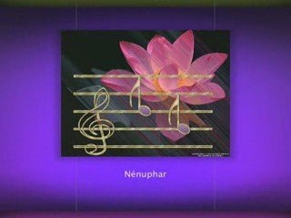 Fleurs de Lotus et Nenuphars