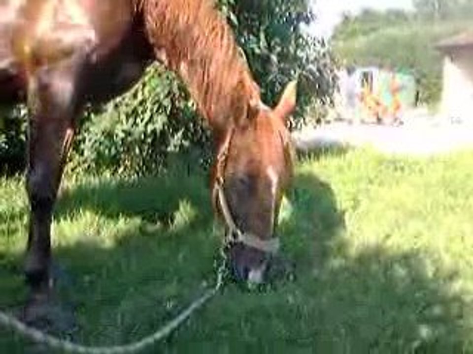 Quinfoot brouting