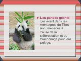 Exposé sur les animaux menacés