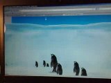 Même les pingouins