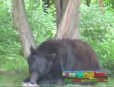 Parc Zoologique de Thoiry - Savana africana -a