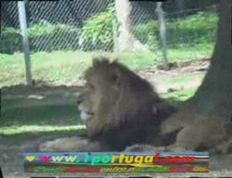 Parc Zoologique de Thoiry - Savana africana - B