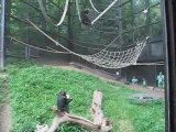 Chimps Swinging at The Maryland Zoo
