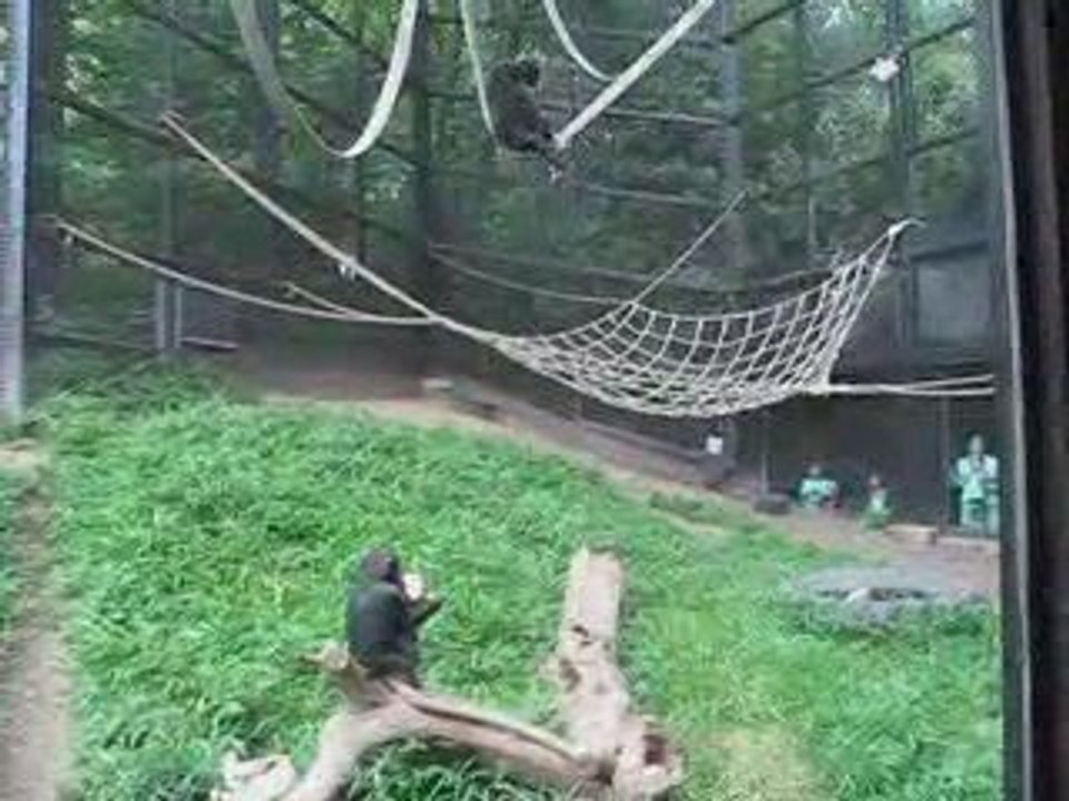 Chimps Swinging at The Maryland Zoo