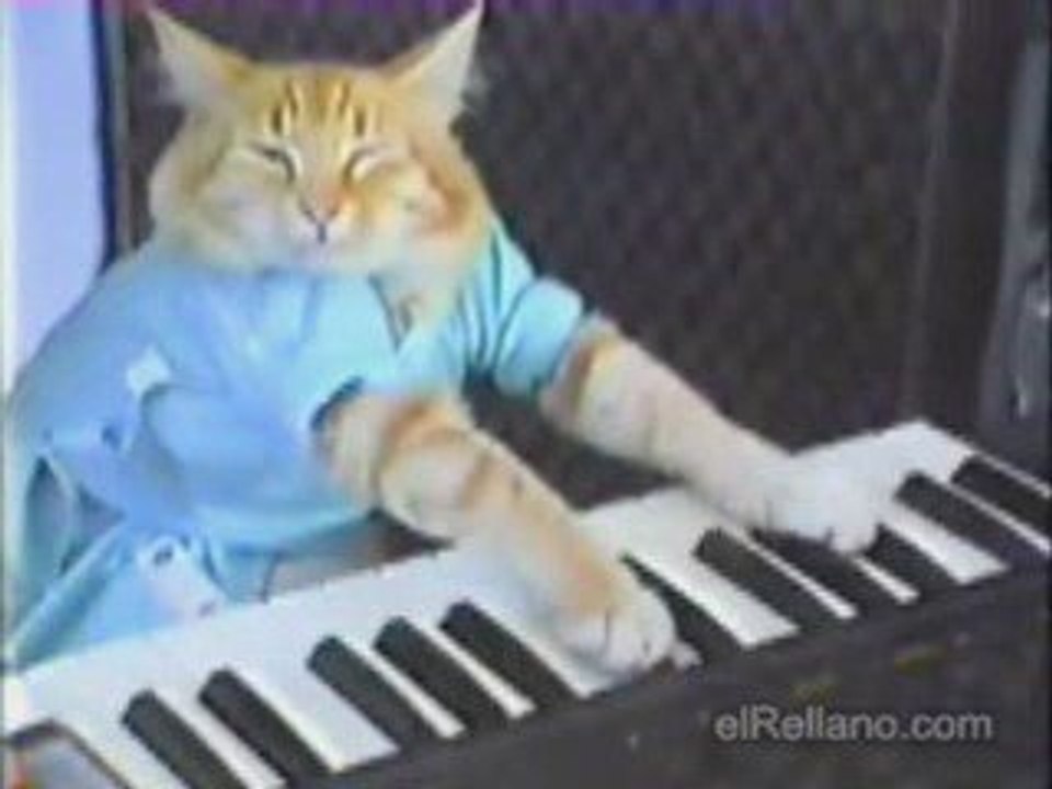 el gato teclista