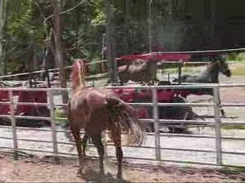 La nouvelle Bébitte de l' Écurie Desjardins