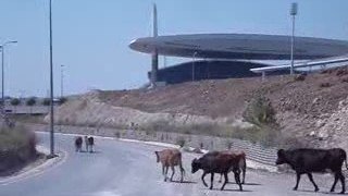 Vaches et stade Olympique