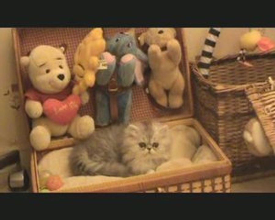 chaton persan chinchilla