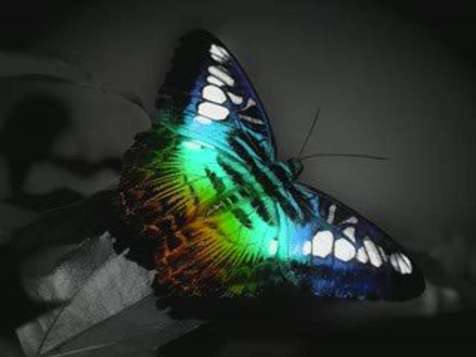 Exo"du sang de ton agneau"