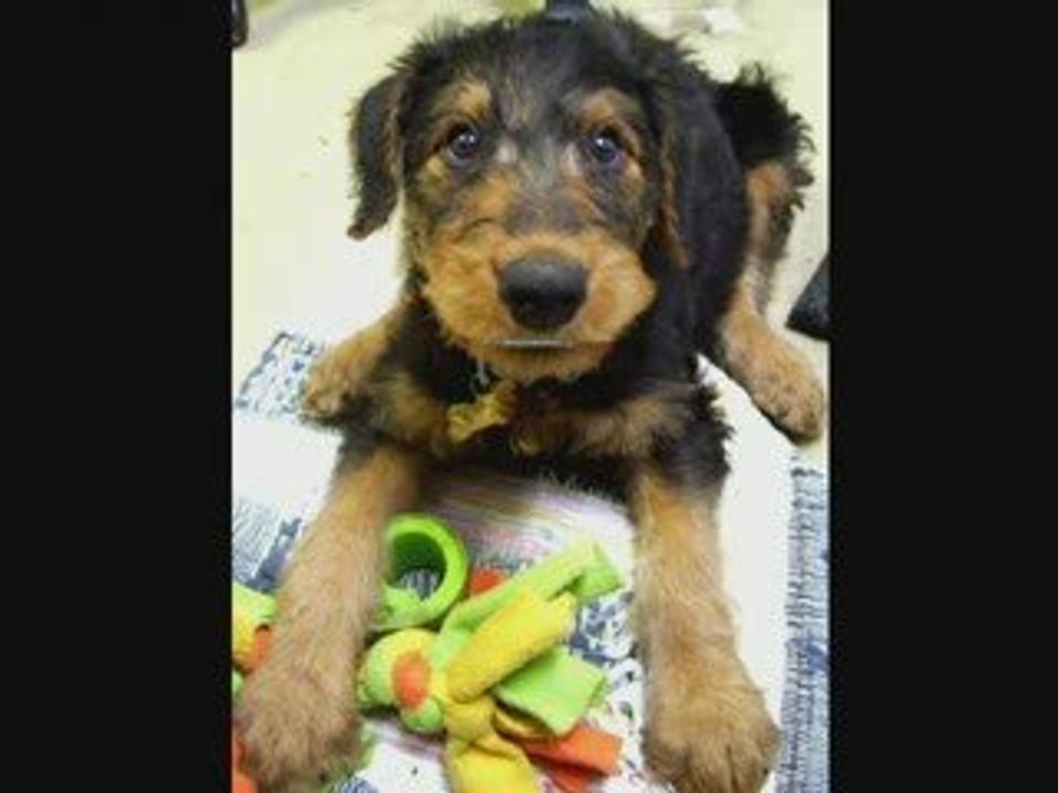 Airedale Terrier Puppy Talking - Airedale Puppy
