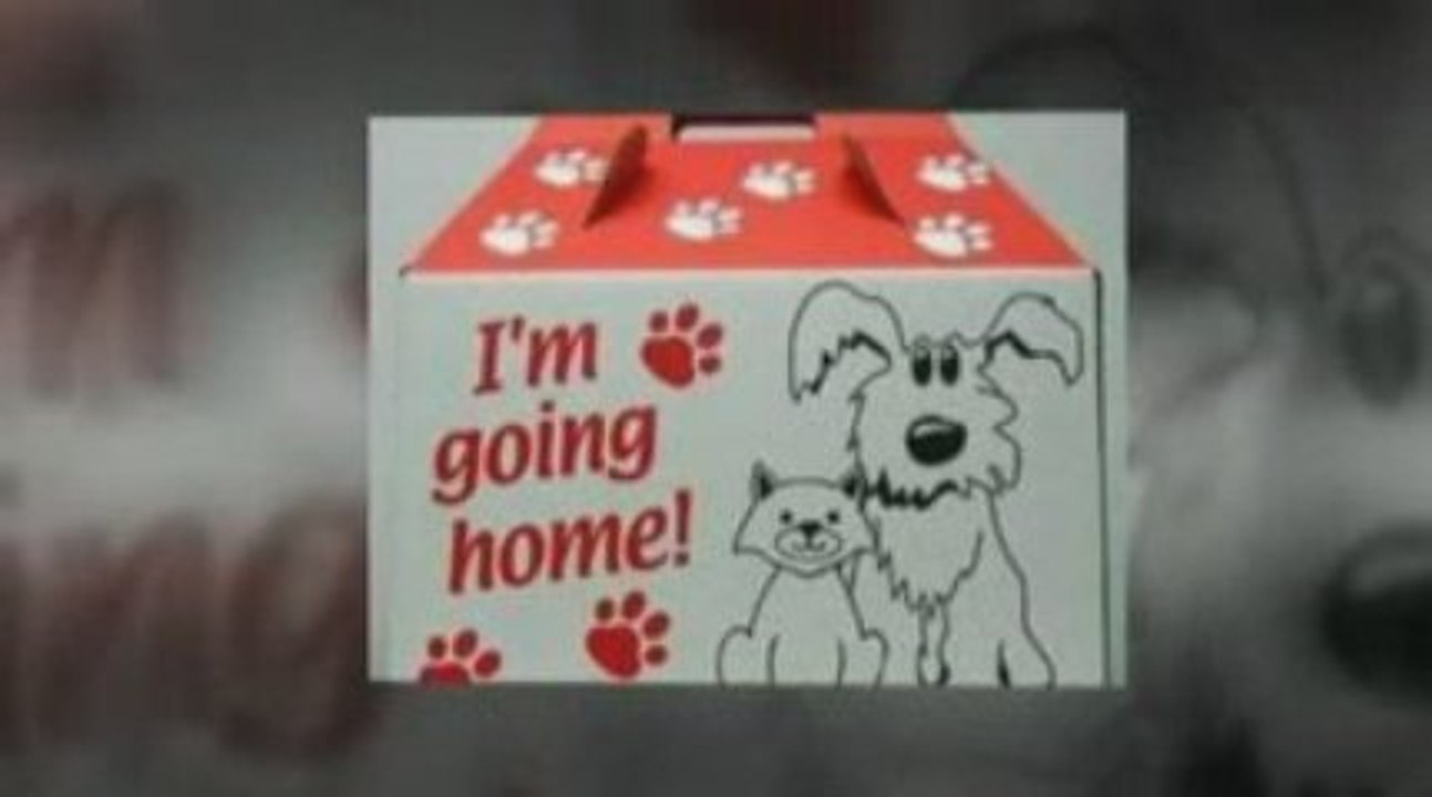 Cat Carrier Store