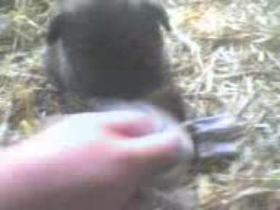 Eicko