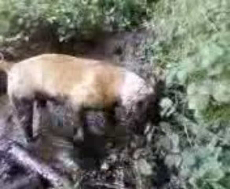 calice le cochon