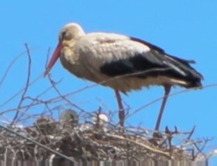 Les Cigognes blanches élèvent leurs petits à Eteignières (08