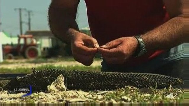 Les producteurs d'huitres inquiets (Bouin)