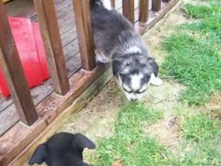 Jeux ratiers pragois et chihuahuas, juin 2009