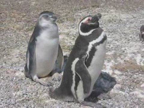 Punta Tombo Argentina