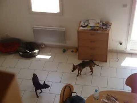 Dina Pinscher nain 1an, Hyperattachement et chaussures