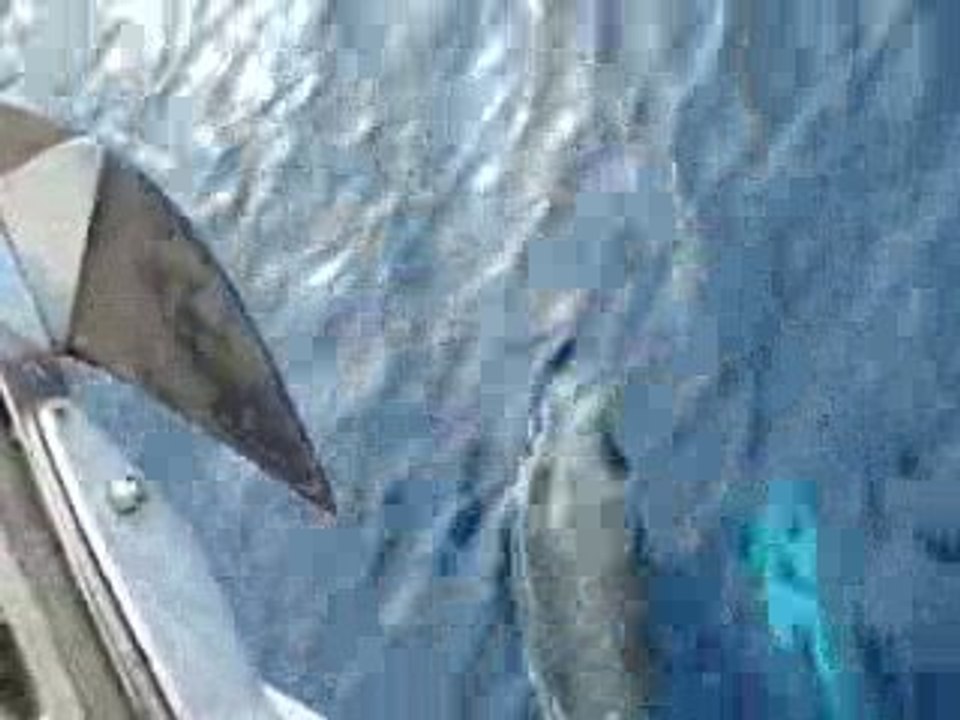 dauphins traversée Corse