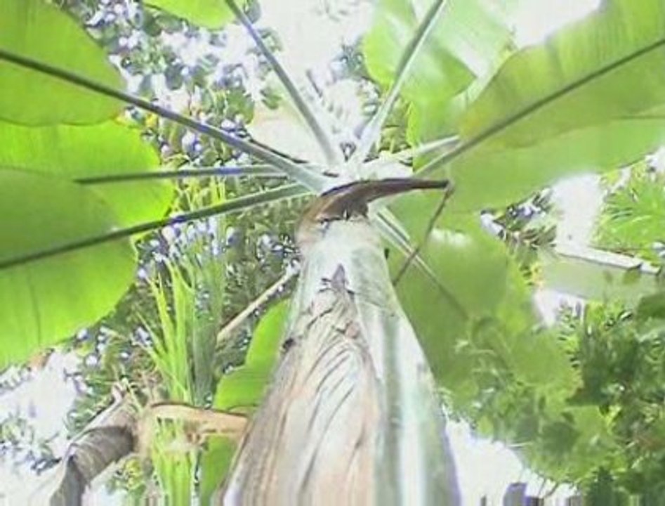 Le secret du bananier