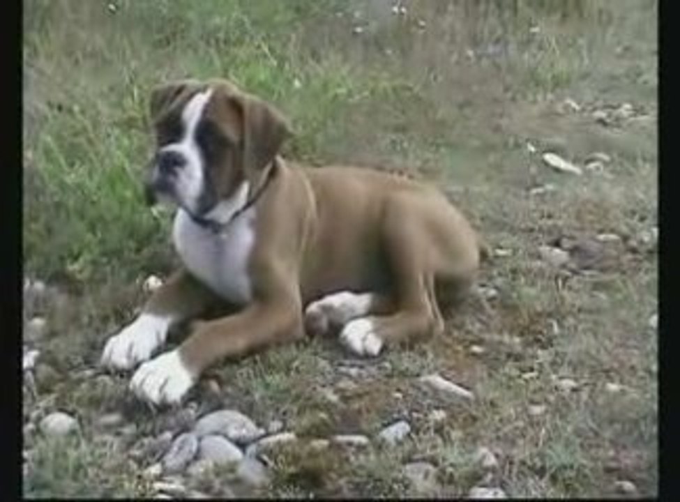 Eros , boxer  11ème  semaine