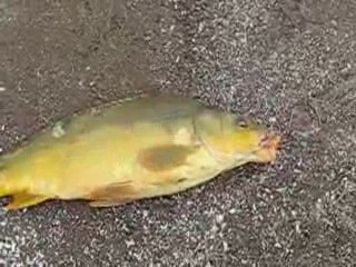 Malatyalı Pala Remzi