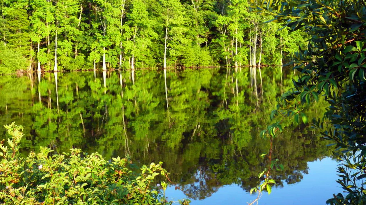 Stumpy Lake - Virginia Beach, Virginia USA