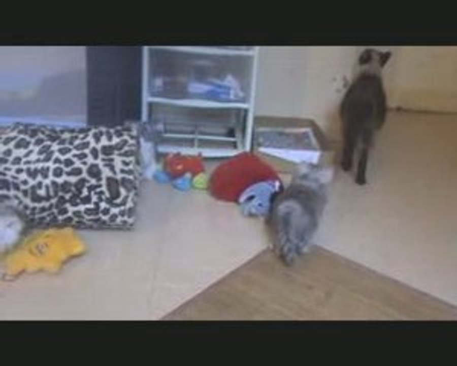 chaton persan chinchilla