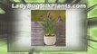 Lady Bug Silk Plants - Quality Silk Plants and Flowers