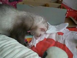 Dickson et ses pots de yaourt