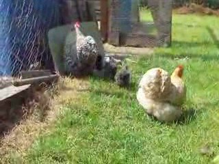 poussins bantam de pekin et phoenix au fond