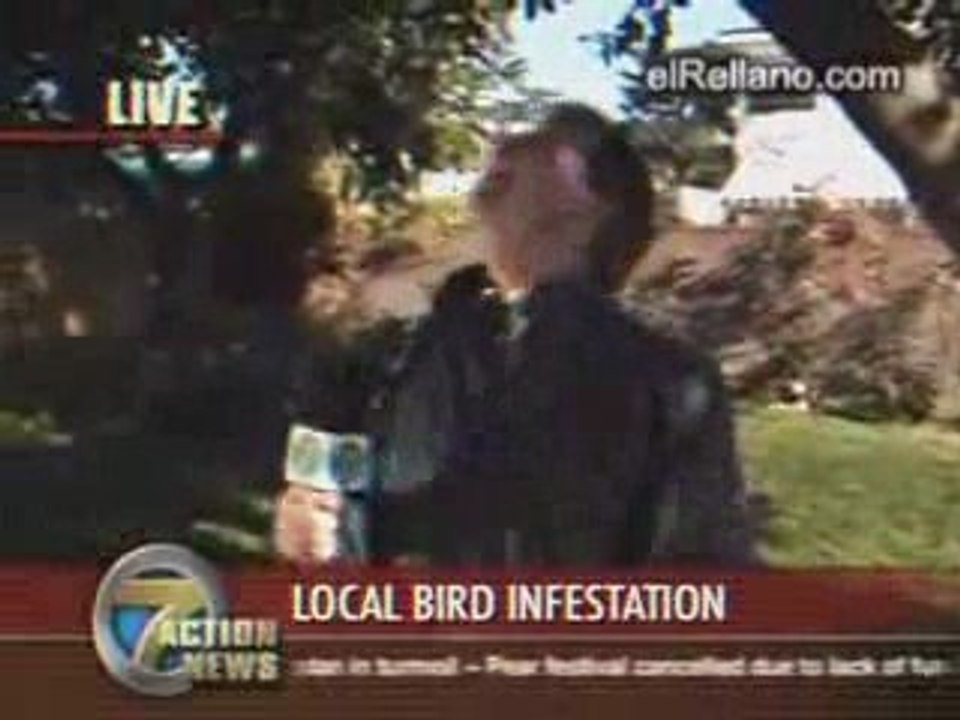 Plaga de pajaros