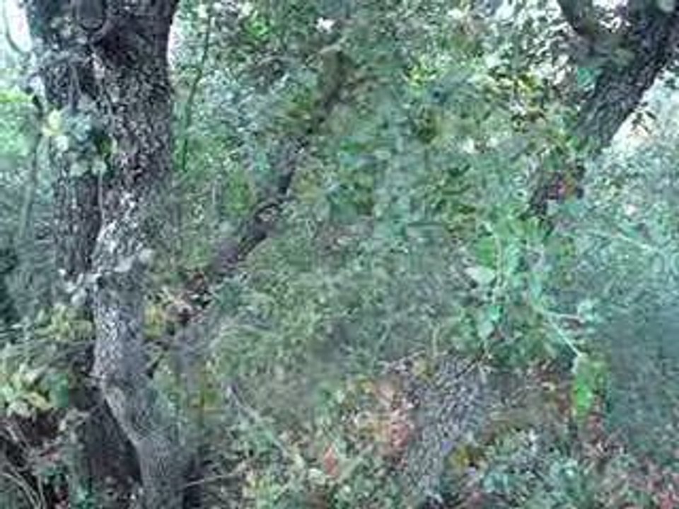 Enzo des collines Mimétaines 3 mois