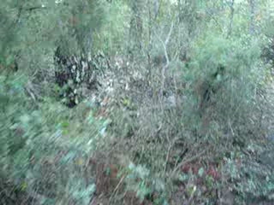 2eme essai pour Enzo des collines Mimétaines 3 mois