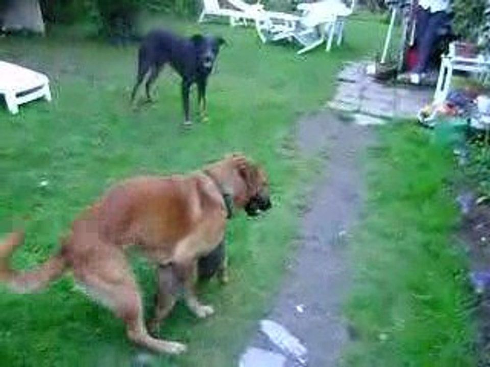 ulysse contre 2 gros chiens