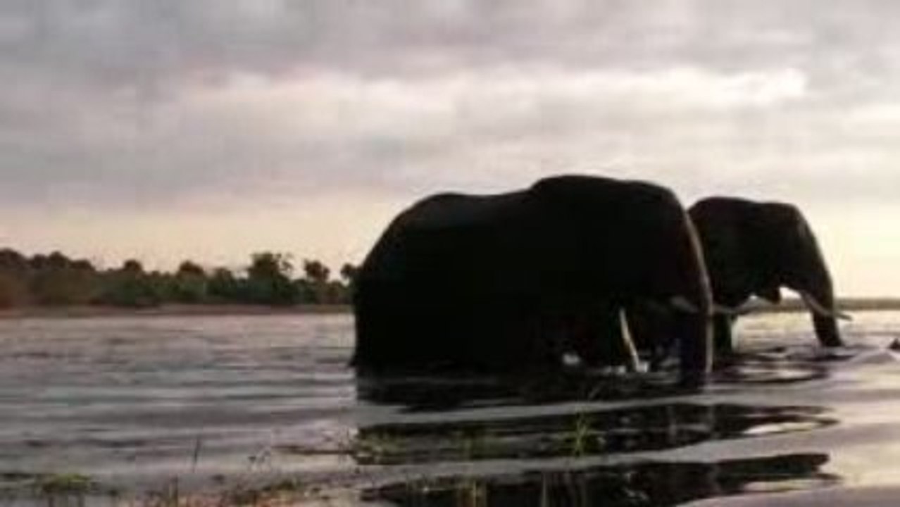 Ballade d'elephant - Kasane - Botswana - Chobe Park