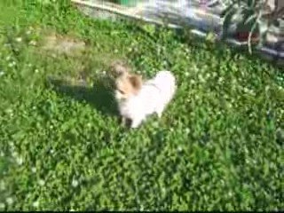 juin 2009 dehors les chis 032